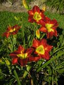 Photo of Daylily (Hemerocallis 'Passion for Red') uploaded by Joy