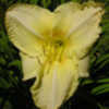 Photo Courtesy of Funderburk Daylilies. Used with Permission.