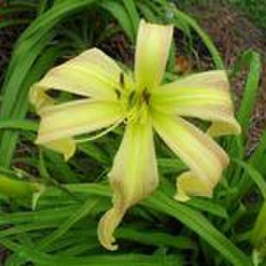 Photo Courtesy of Funderburk Daylilies. Used with Permission.