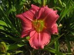 Photo of Daylily (Hemerocallis 'Rose Cherub') uploaded by Joy