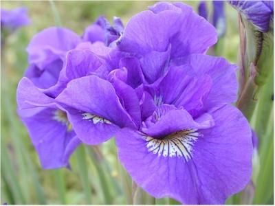 Photo of Siberian Iris (Iris 'Double Standards') uploaded by Joy