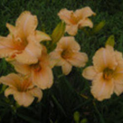 
Photo Courtesy of Funderburk Daylilies. Used with Permission.