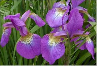 Photo of Siberian Iris (Iris 'Towanda Red Flare') uploaded by Joy