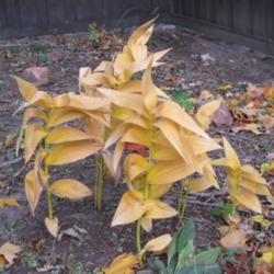 Location: My garden in southeast Nebraska
Date: 2009-10-18
Fall Color