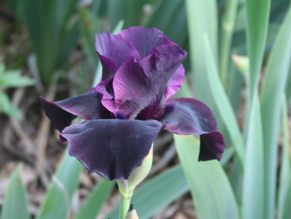 Photo of Tall Bearded Iris (Iris 'Anvil of Darkness') uploaded by KentPfeiffer