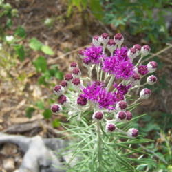 Location: Medina Co., Texas
Date: June 15, 2012
Woolly Ironweed