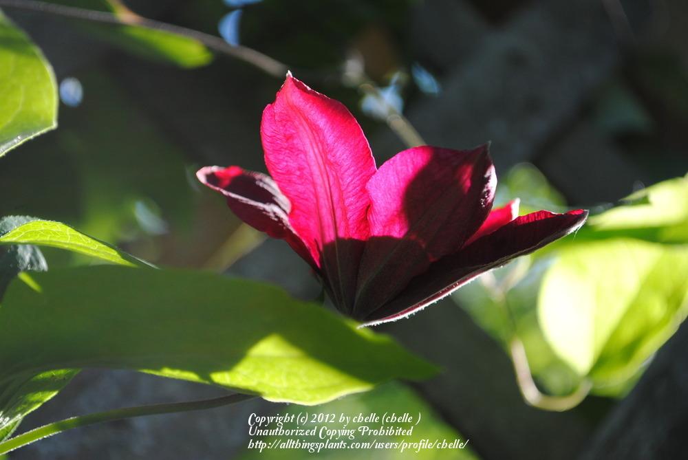 Photo of Clematis 'Rouge Cardinal' uploaded by chelle