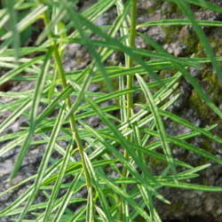 Location: Northeastern, Texas
Date: 2012-05-03
whorled leaves