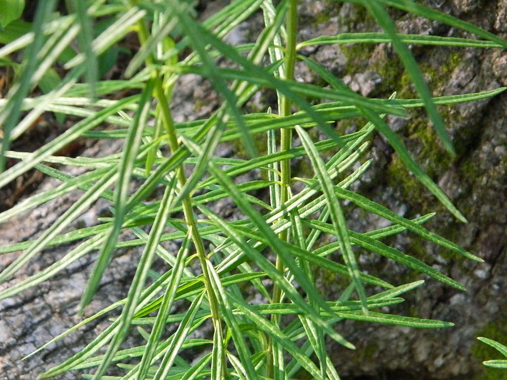 Photo of Whorled Milkweed (Asclepias verticillata) uploaded by wildflowers