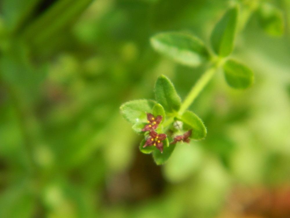 Photo of Hairy Bedstraw (Galium pilosum) uploaded by wildflowers