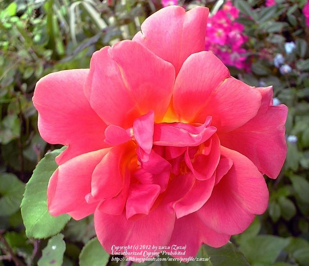 Photo of Rose (Rosa 'Entente Cordiale') uploaded by zuzu