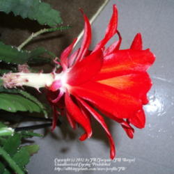 Location: JBsPlants at Roblyn Farm, New Jersey
Date: 2011-12-13
Disocactus x hybridus side view