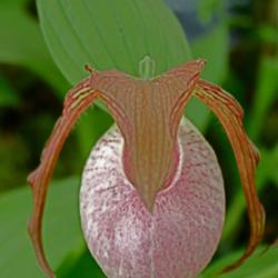 Location: Chelsea Flower Show.
Date: 2012-06-14
A  picture of the pink Kentucky Lady's slipper orchid.