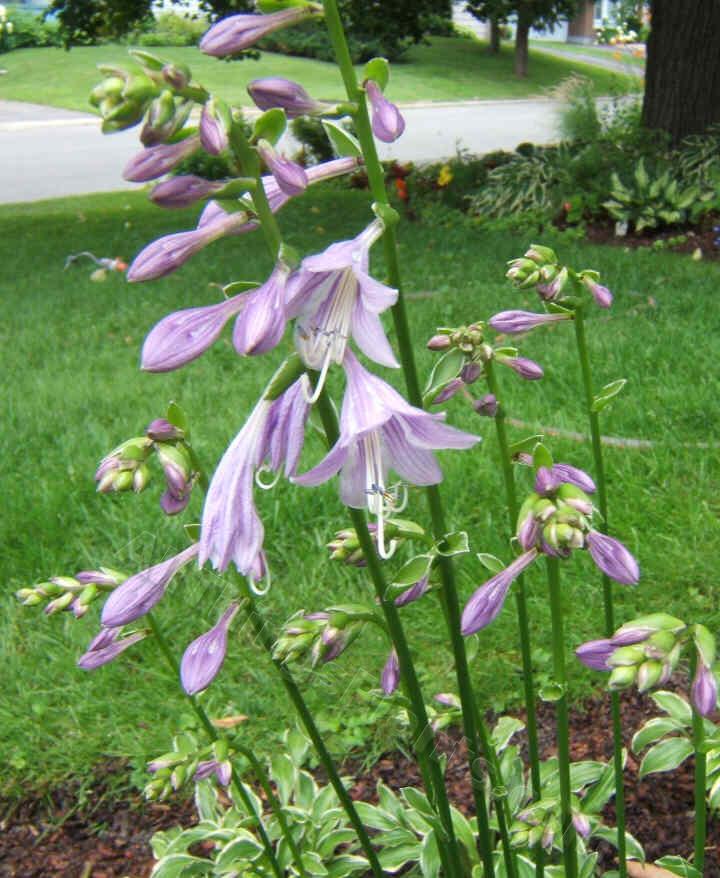 Photo of Hosta 'Allan P. McConnell' uploaded by ViolaAnn