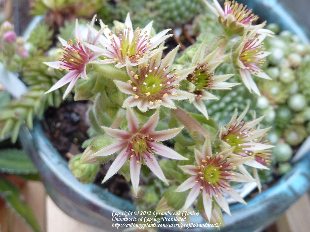 Photo of Hen and Chicks (Sempervivum arachnoideum 'Ashes of Roses') uploaded by sandnsea2