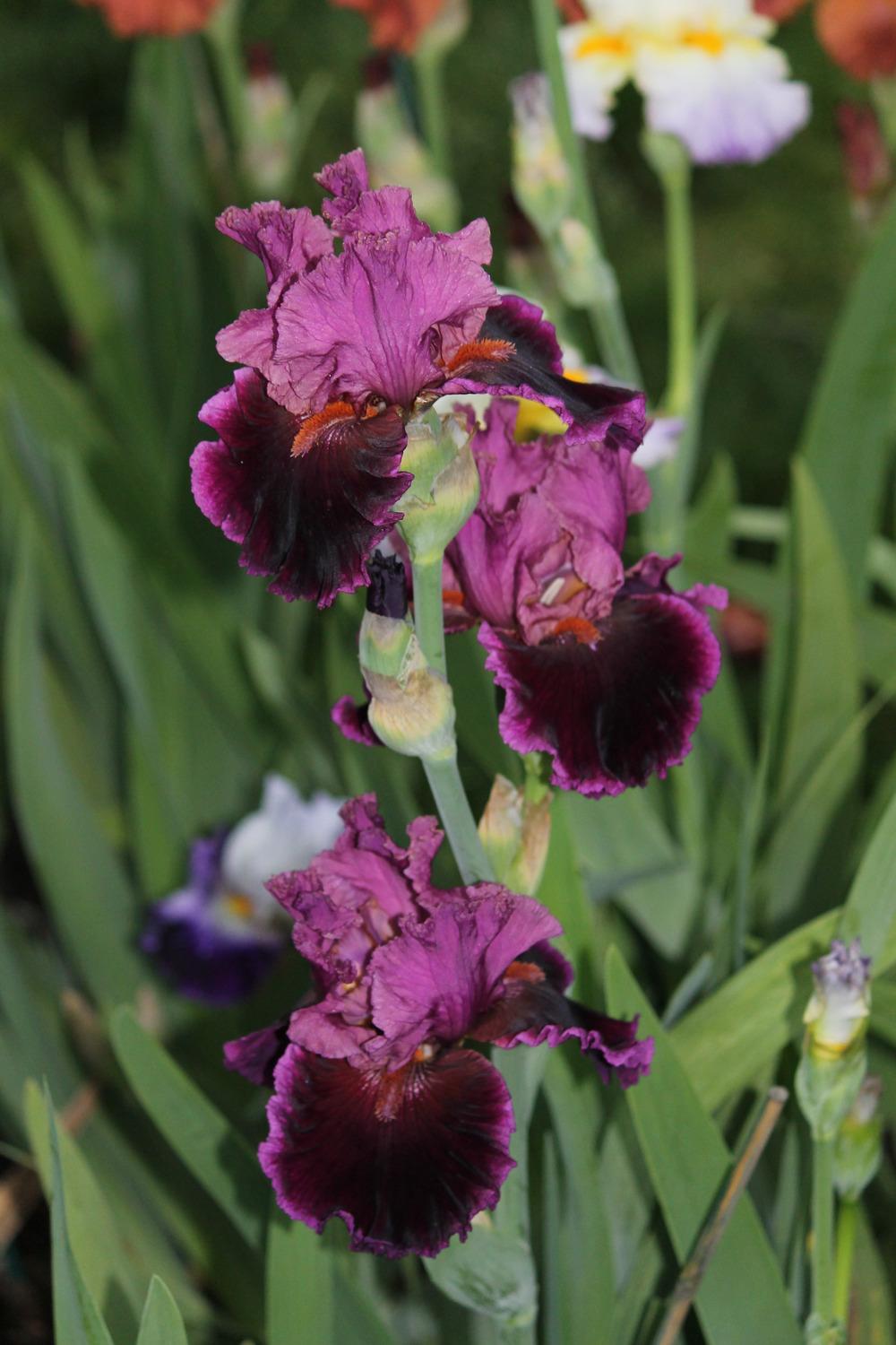 Photo of Tall Bearded Iris (Iris 'Accessible') uploaded by ARUBA1334