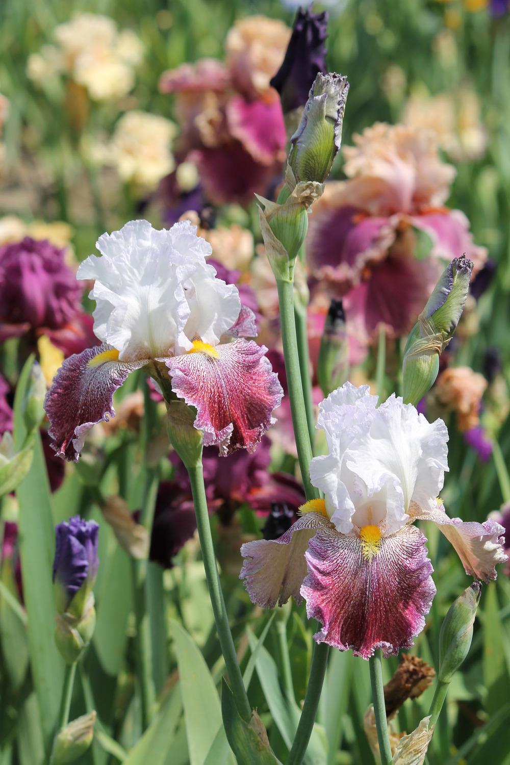 Photo of Tall Bearded Iris (Iris 'Thundering Ovation') uploaded by ARUBA1334