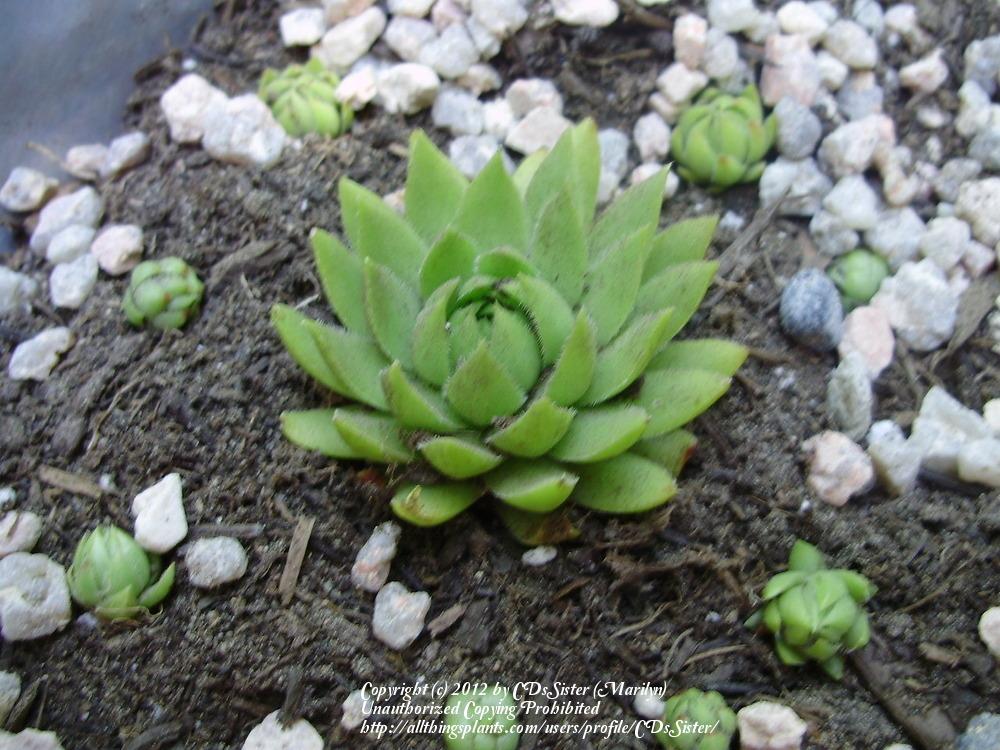 Photo of Rollers (Sempervivum globiferum subsp. hirtum) uploaded by CDsSister