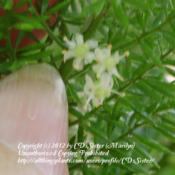 Location: Suburban Denver, ColoradoDate: 2012-06-17Bloom on the foxtail fern thumbnail