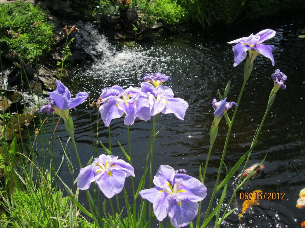 Photo of Japanese Iris (Iris ensata 'Strut and Flourish') uploaded by Carolyn22
