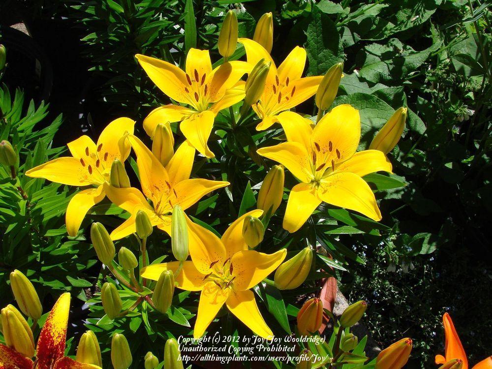 Photo of Lily (Lilium Lily Looks™ Tiny Bee) uploaded by Joy