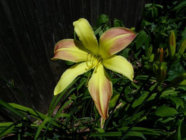 Photo of Daylily (Hemerocallis 'Spring Fantasy') uploaded by Newyorkrita