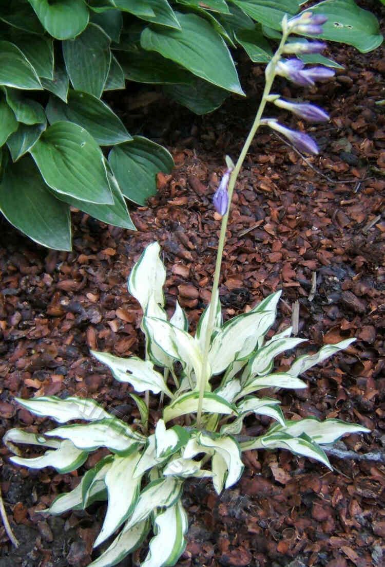 Photo of Hosta 'Masquerade' uploaded by ViolaAnn
