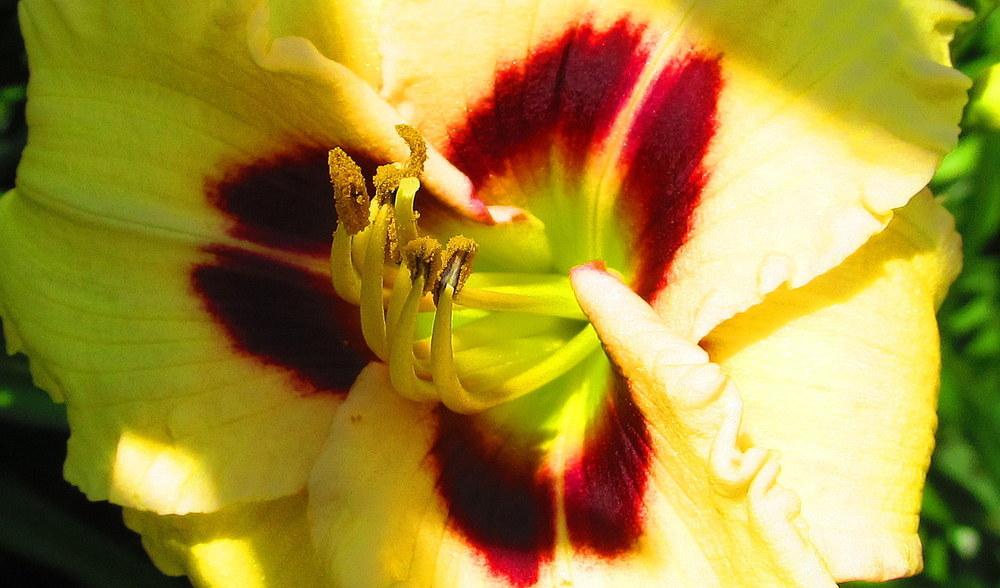 Photo of Daylily (Hemerocallis 'Siloam Ury Winniford') uploaded by jmorth