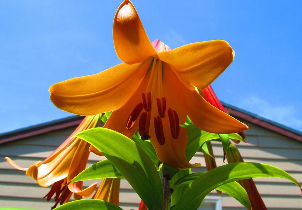 Photo of Lily (Lilium 'Awesome') uploaded by jmorth