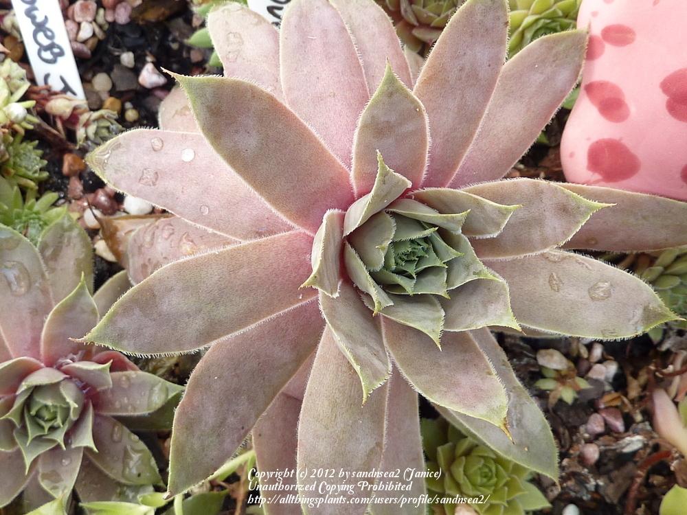 Photo of Hen and Chicks (Sempervivum 'Lilac Queen') uploaded by sandnsea2