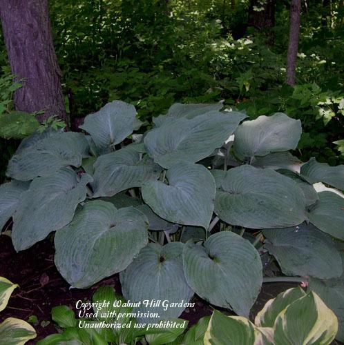Photo of Hosta 'Blue Angel' uploaded by vic