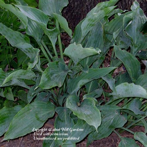 Photo of Hosta 'Salute' uploaded by vic