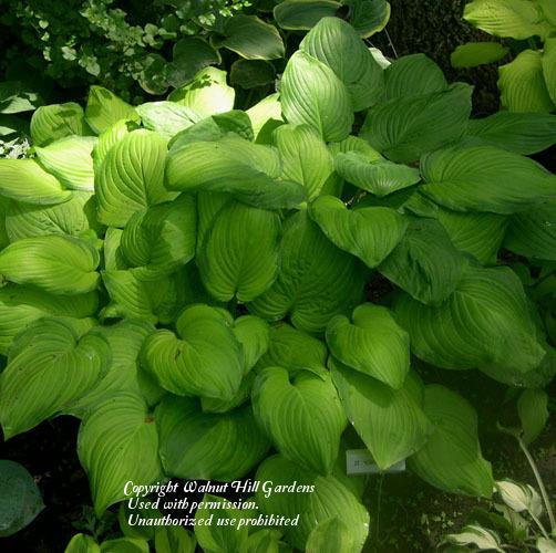 Photo of Hosta 'Guacamole' uploaded by vic