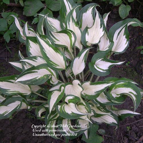 Photo of Hosta 'Hideout' uploaded by vic