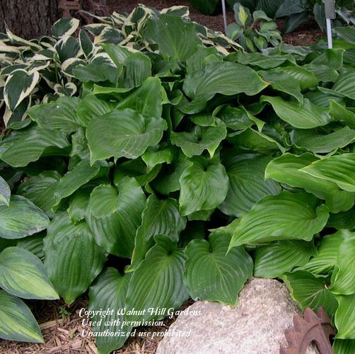 Photo of Hosta 'Invincible' uploaded by vic