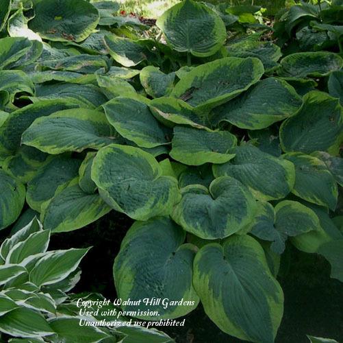 Photo of Hosta 'Frances Williams' uploaded by vic