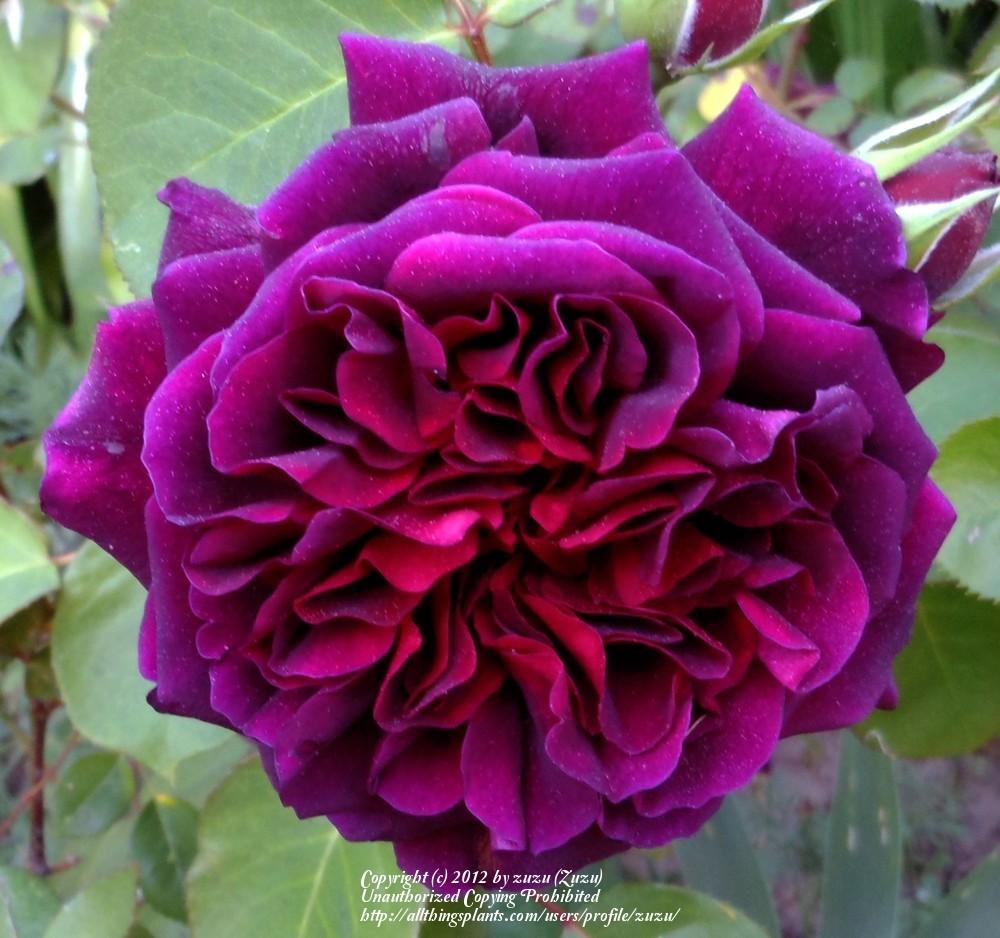 Photo of Rose (Rosa 'Tradescant') uploaded by zuzu