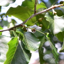 Location: Bloomington, Illinois
Date: 2012-06-16
Immature fruit that forms after the blossoms drop
