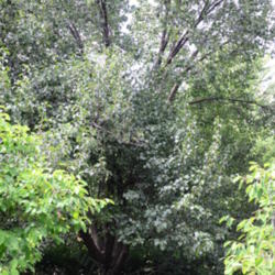 Location: Bloomington, Illinois
Date: 2012-06-16
Mature Bradford Pear in a backyard garden.