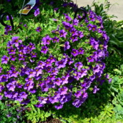 Location: Bloomington, Illinois
Date: 2012-06-16
These are stunning in hanging baskets.  Pinch back regularly to k