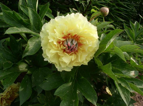 Photo of Intersectional Peony (Paeonia 'Garden Treasure') uploaded by Joy