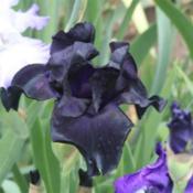 Tall Bearded Iris (Iris 'Black Suited') in the Irises Database - Garden.org