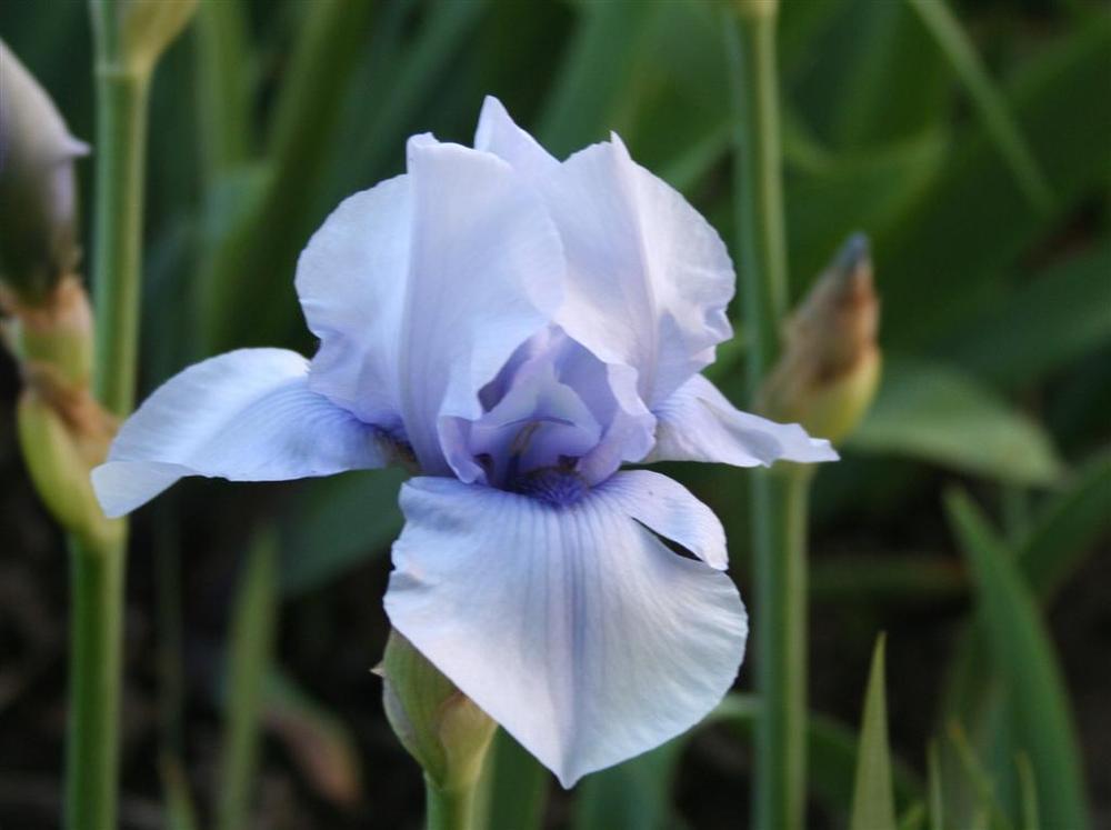 Photo of Border Bearded Iris (Iris 'Blackbeard') uploaded by KentPfeiffer