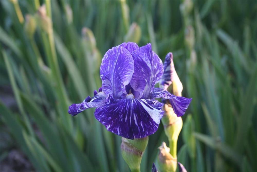 Photo of Border Bearded Iris (Iris 'Batik') uploaded by KentPfeiffer