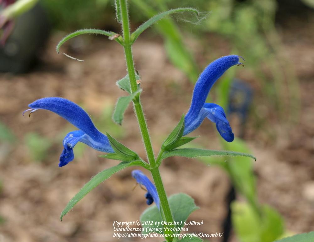 Photo of Gentian Sage (Salvia patens Oceana® Blue) uploaded by Onewish1