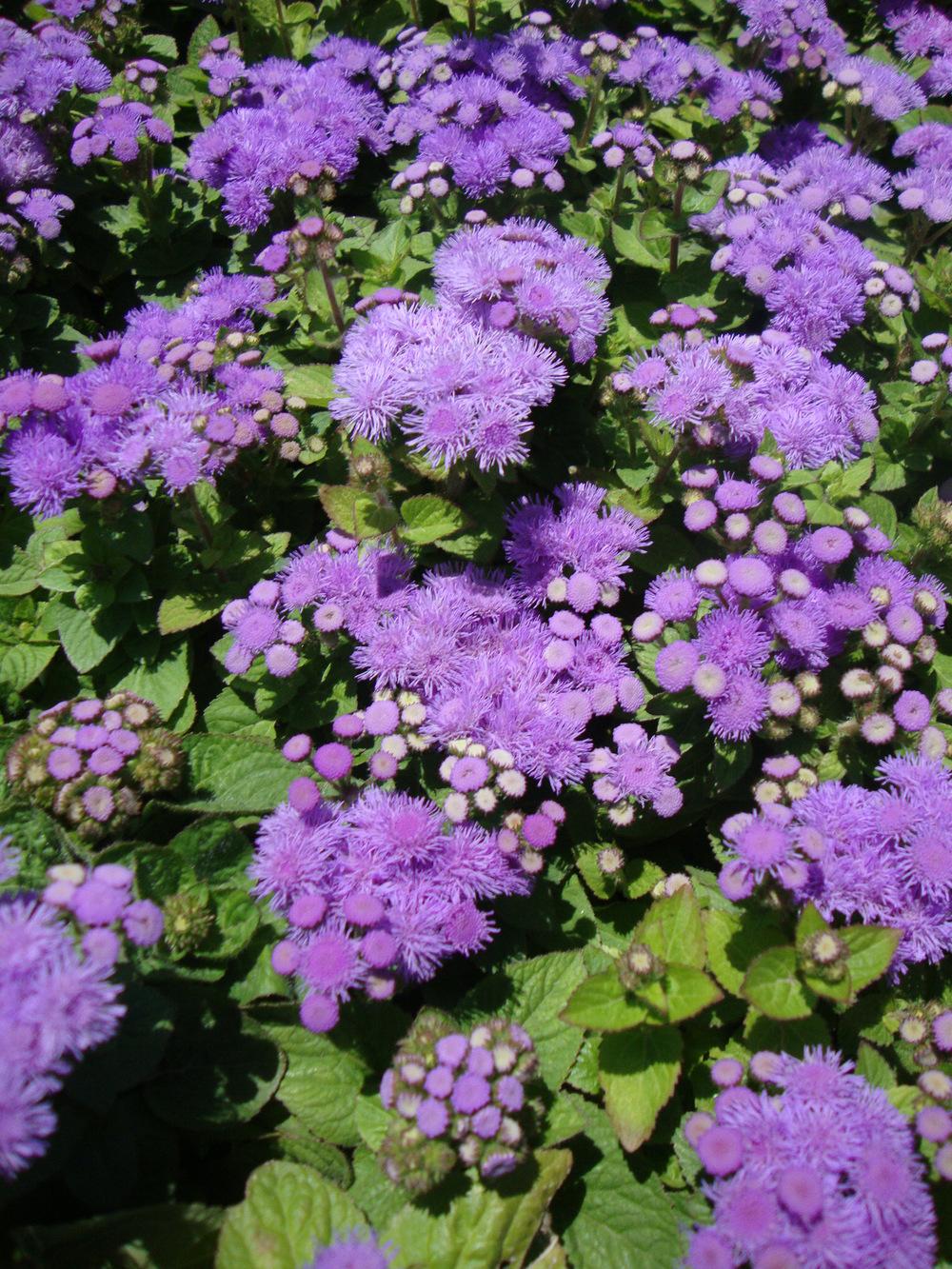 Photo of Floss Flower (Ageratum houstonianum High Tide™ Blue) uploaded by Paul2032