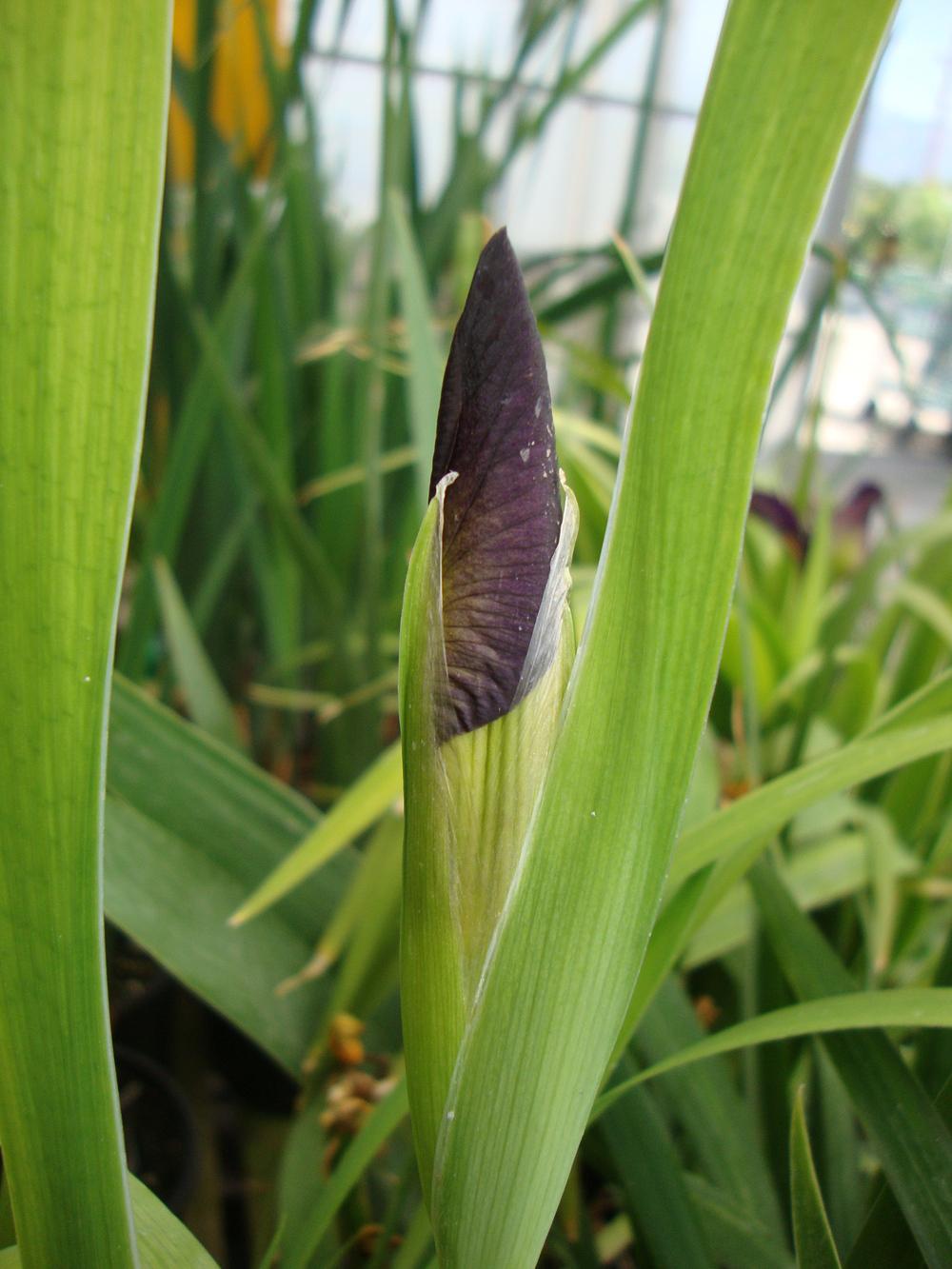Photo of Louisiana Iris (Iris 'Black Gamecock') uploaded by Paul2032