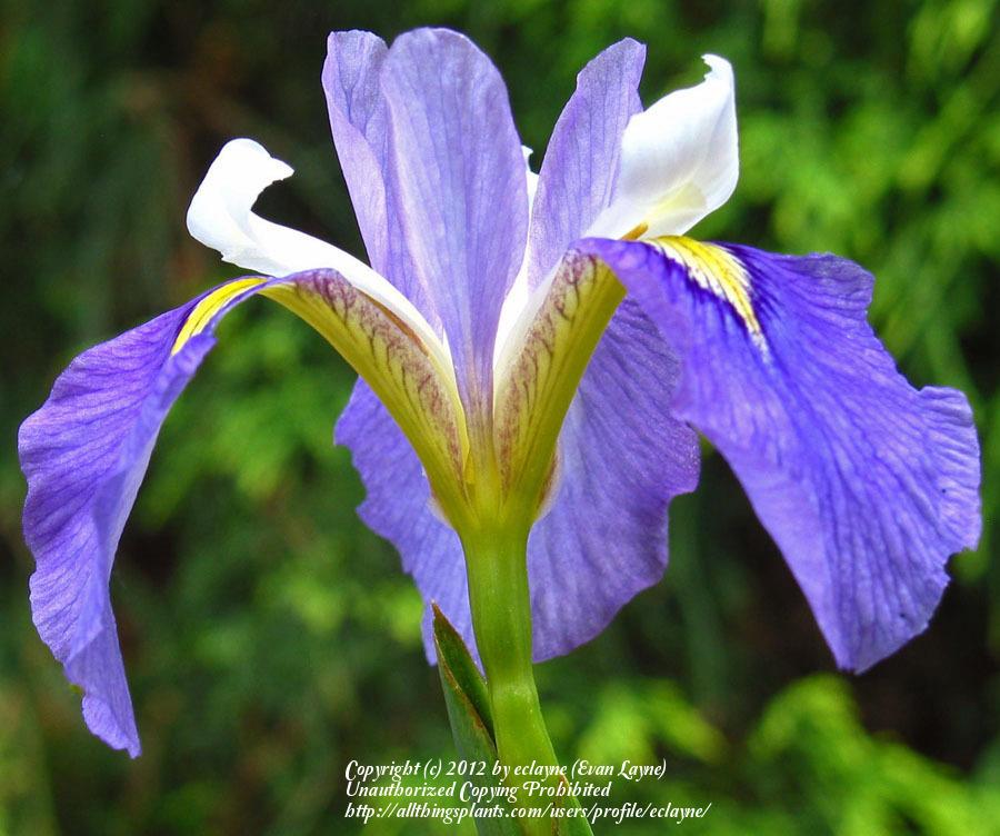 Photo of Species X Iris (Iris 'Enfant Prodige') uploaded by eclayne