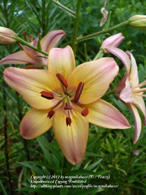 Photo of Lily (Lilium 'Sweet Irene') uploaded by magnolialover