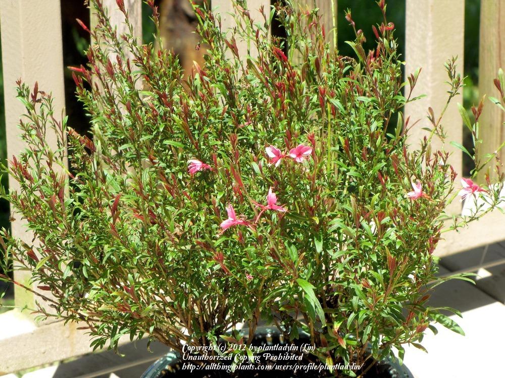 Photo of Gaura (Oenothera lindheimeri Karalee®  Petite Pink) uploaded by plantladylin